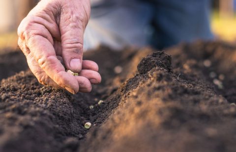 Planting Services